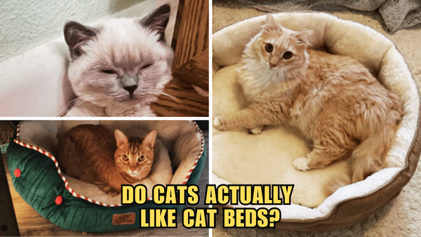 Cracking the Cat Bed Code: Are They Actually Kitty Approved?