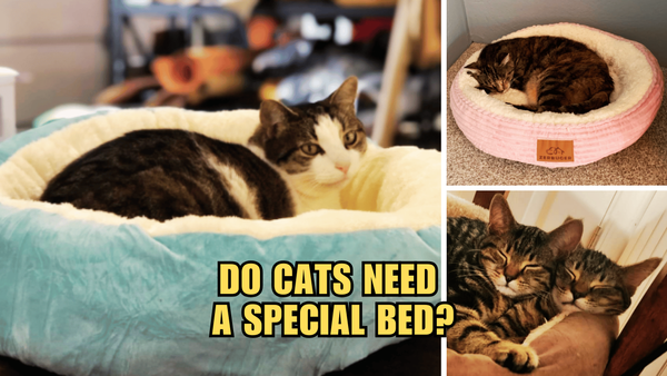 Cat Nap Essentials: Why Your Kitty Needs a Special Bed!