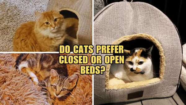 Cat Nap Mysteries: Do They Prefer Closed or Open Beds?