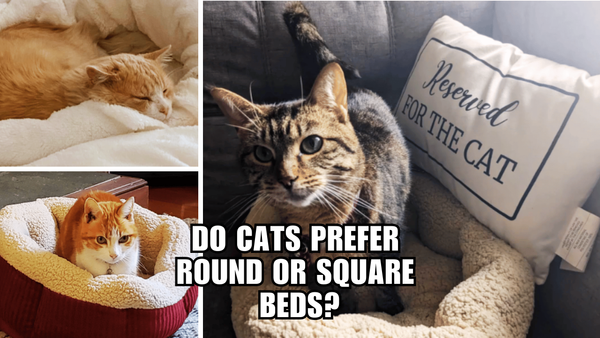 Cat Bed Wars: Round or Square, Which Do Cats Love More?