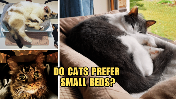 Tiny Beds, Big Love: Uncovering Feline Liking for Cozy Naps