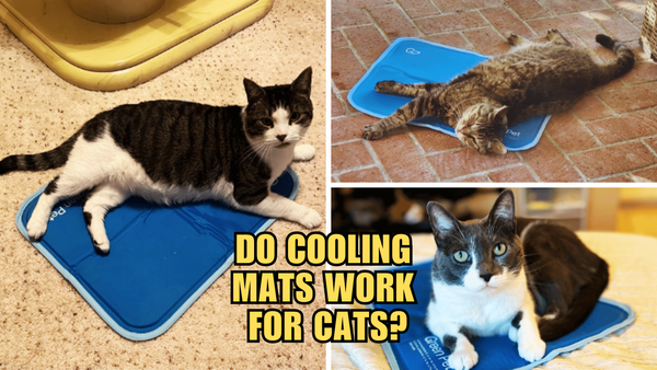 Stay Cool, Fluffy: Do Cooling Mats Work For Cats?