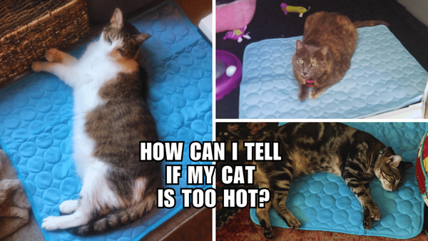 Cool Cat or Hot Mess: How Can I Tell If My Cat Is Too Hot?