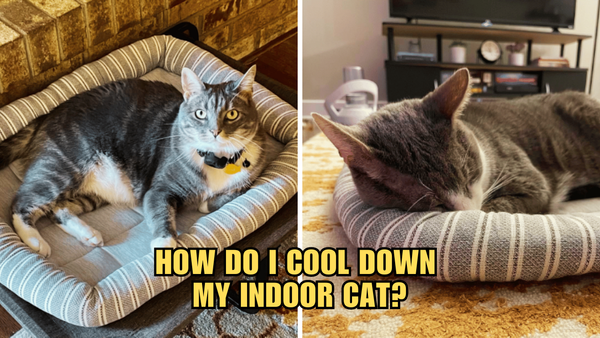 Chill Out, Kitty: Advice on Cooling Down Your Indoor Cat