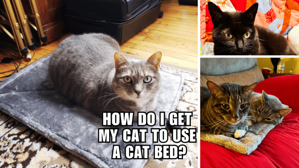 Cat Bed Chronicles: A Pur-fect Guide to Luring Your Kitty In