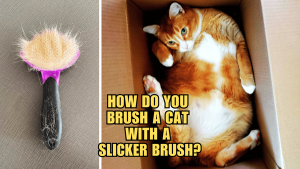 Slicker Brush Savvy: Cat-Friendly Tips and Tricks