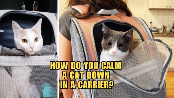 Carrier Chaos? The Purr-fect Ways to Keep Your Cat Calm!