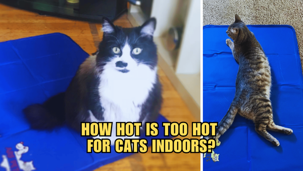 The Scorching Truth: How Hot Is Too Hot For Cats Indoors?