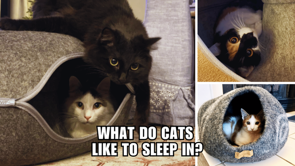 From Boxes to Blankets: Your Cats' Favorite Sleepy Hideouts