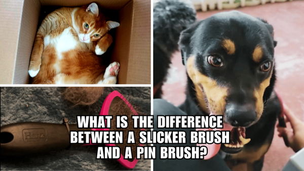 Brush Battle: Slicker vs. Pin - Which is Best for Your Pet?