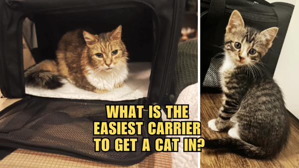 Cat Carriers Unleashed: Discover the Easiest Option