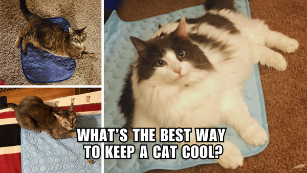 Cool Cat Hacks: What's The Best Way To Keep A Cat Cool?