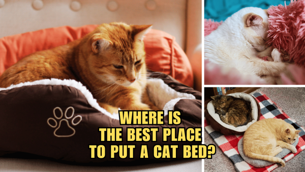 Sleepy Cat Serenity: Finding the Ultimate Spot for a Cat Bed