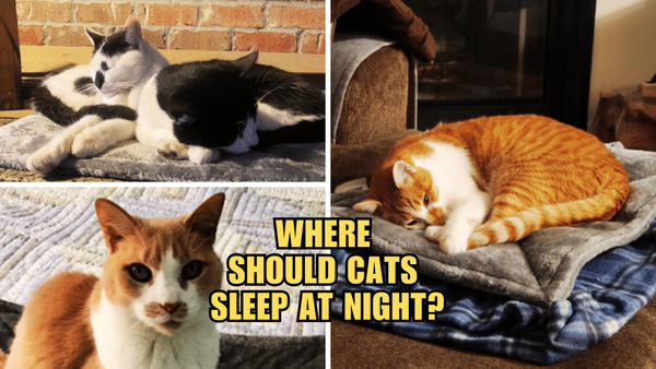 Sweet Dreams, Feline Style: The Top Cat Night Sleeping Spots