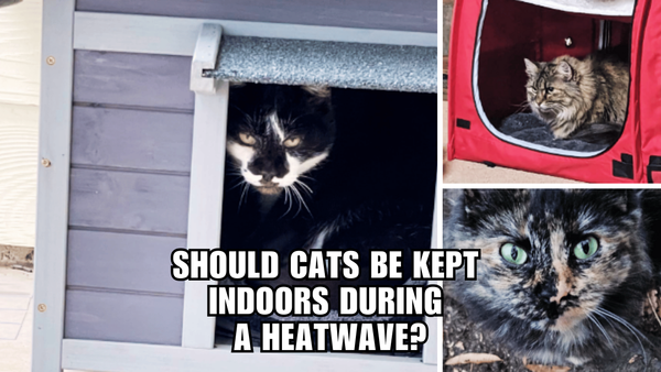 Heatwave Safety 101: Why Your Cat Should Stay Cool Indoors