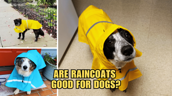 Rainy Days, Happy Tails: Are Raincoats Good For Dogs?