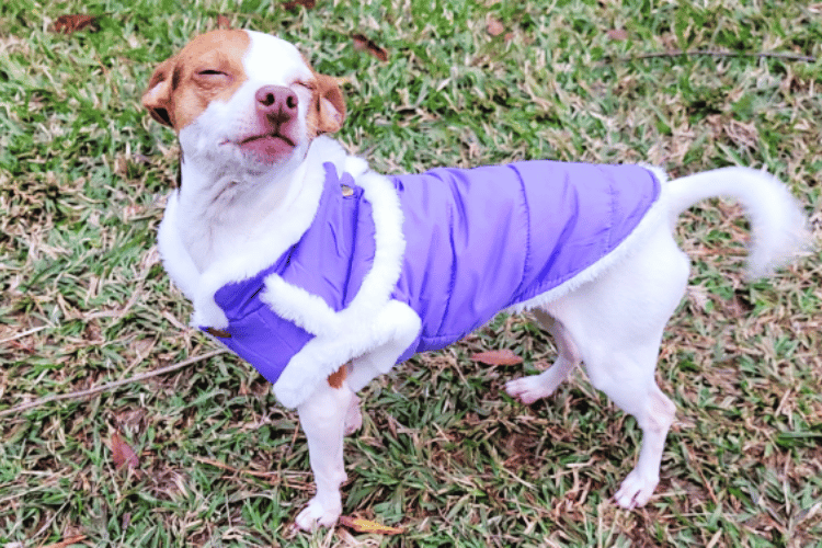 bundle-up-fido-at-what-temperature-does-a-dog-need-a-coat