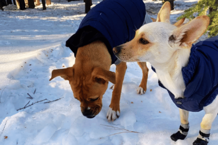 bundle-up-fido-at-what-temperature-does-a-dog-need-a-coat