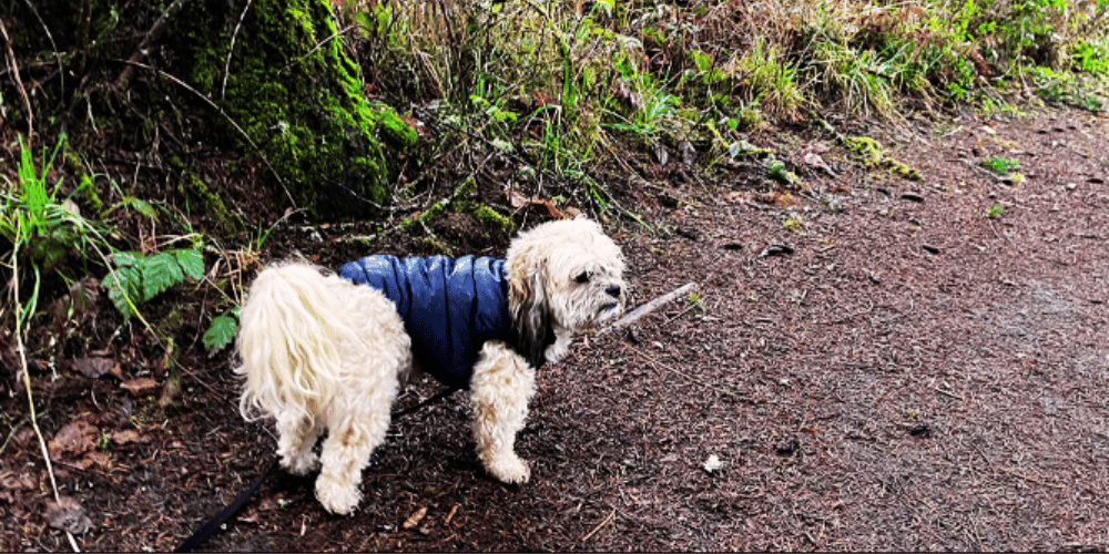 bundle-up-fido-at-what-temperature-does-a-dog-need-a-coat