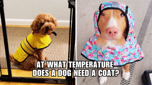 Bundle Up, Fido! At What Temperature Does A Dog Need A Coat?