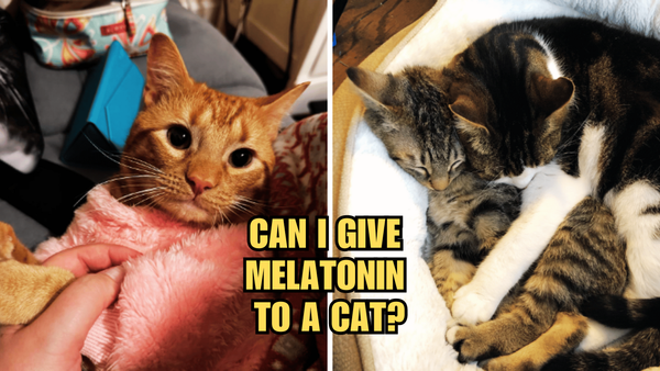 Feline Sleep Secrets: Can You Give Melatonin To A Cat?