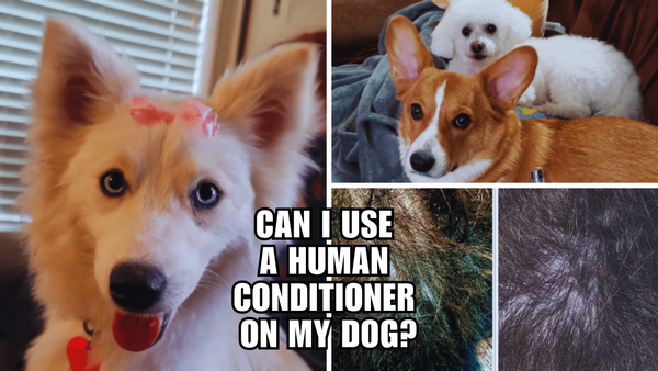 Locks to Licks: Can I Use A Human Conditioner On My Dog?