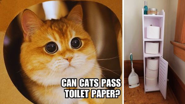 Unrolling the Mystery: Can Cats Pass Toilet Paper?