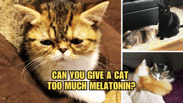 Meow-latonin Madness: Can You Give A Cat Too Much Melatonin?