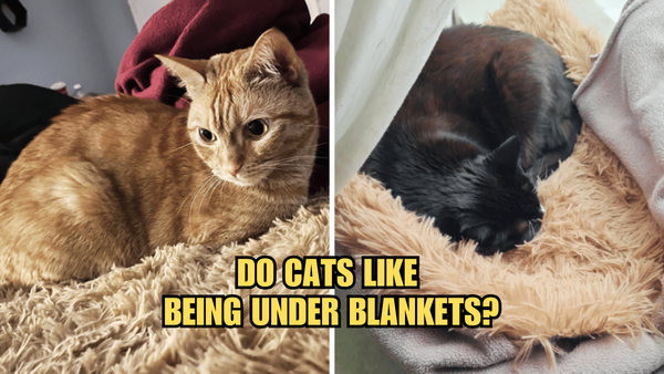 Snuggles and Stretchies: Do Cats Like Being Under Blankets?