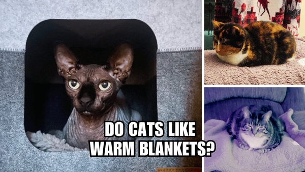 Heat-seeking Kitties: Do Cats Like Warm Blankets?