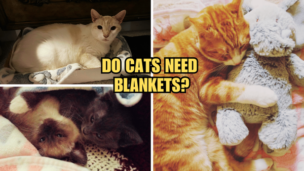 The Ultimate Guide to Cat Blankets: Do Cats Need Blankets?