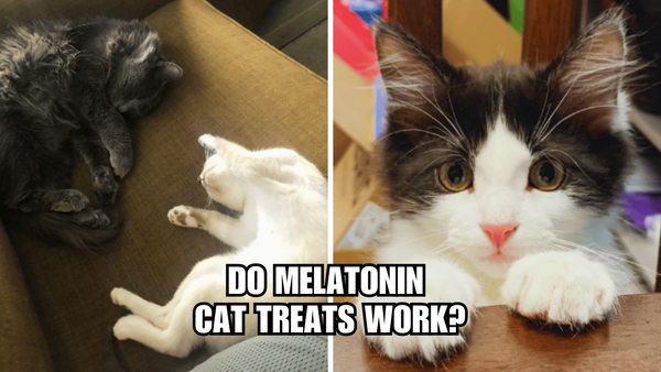 Sweet Dreams for Whiskers: Do Melatonin Cat Treats Work?