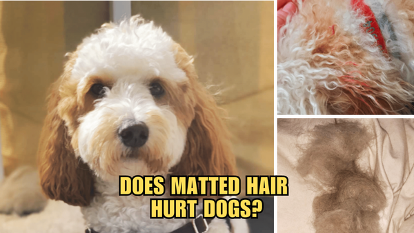 Untangling the Mystery: Does Matted Hair Hurt Dogs?