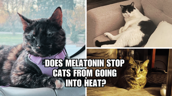 Melatonin Magic: How It Could End Your Cat's Heat Miseries