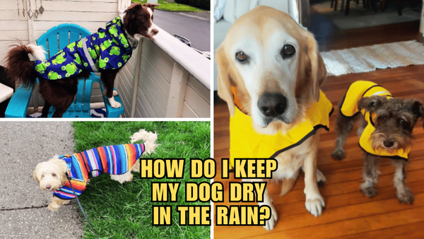 Rain-Proof Your Pup: How Do I Keep My Dog Dry In The Rain?