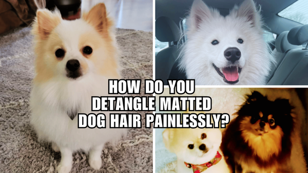 Tangled Up? How Do You Detangle Matted Dog Hair Painlessly?