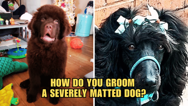 Matting Madness: How Do You Groom A Severely Matted Dog?