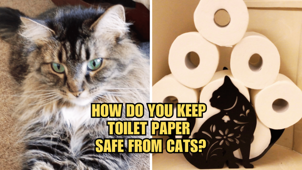 Defend Your TP: How Do You Keep Toilet Paper Safe From Cats?