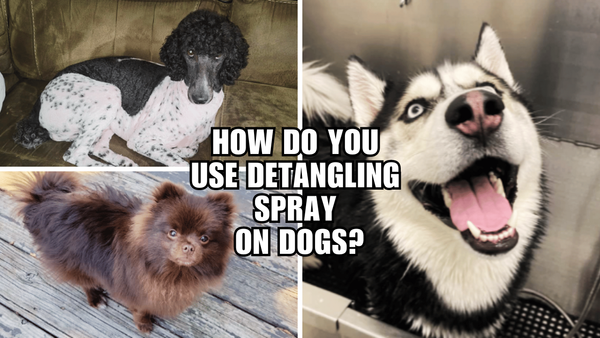 Knots Begone! How Do You Use Detangling Spray On Dogs?