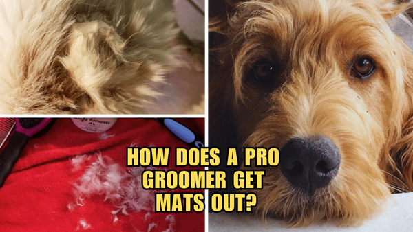 Say Goodbye to Tangles: How Does A Pro Groomer Get Mats Out?