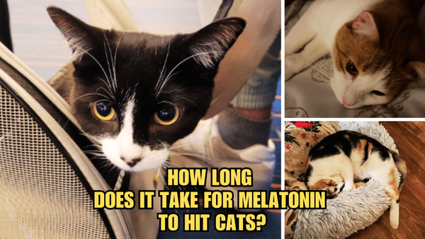 Time To Tuck In: How Long For Melatonin To Work In Cats?