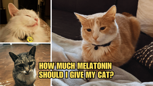 Cat Napping: How Much Melatonin Should I Give My Cat?