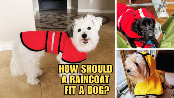 Raincoat Sizing Secrets: How Should A Raincoat Fit A Dog?