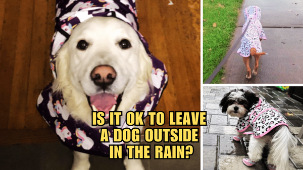 Rain Check: Is It OK To Leave A Dog Outside In The Rain?