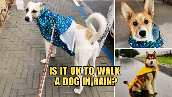 Rainy Day Adventures: Is It OK To Walk A Dog In Rain?