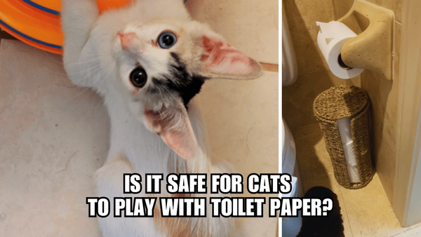 Claws & Rolls: Is It Safe For Cats To Play With Toilet Paper?