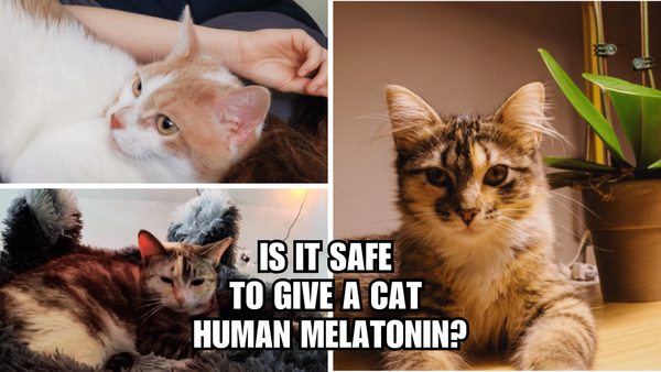 Tranquil Tabbies: Is It Safe To Give A Cat Human Melatonin?