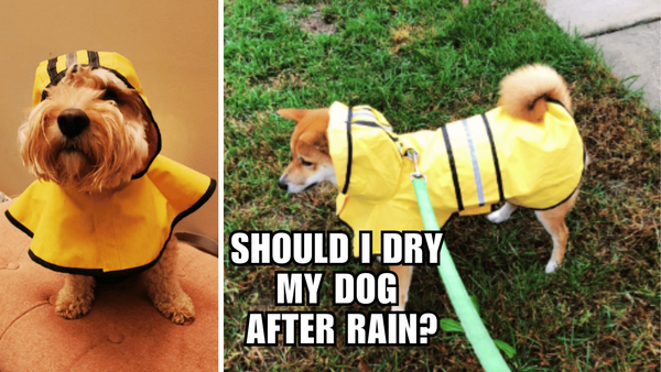 Rainy Days and Dog Towels: Should I Dry My Dog After Rain?