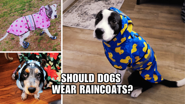 From Drizzle to Dapper: Should Dogs Wear Raincoats?