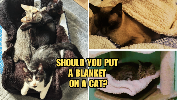 Warmth and Whiskers: Should You Put A Blanket On A Cat?